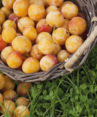 Mirabelka 'Nancyská'