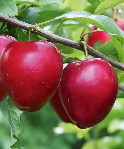 Mirabelka 'Ruby' - sloupovitě tvarovaná Mirabelka 'Ruby' - sloupovitě tvarovaná