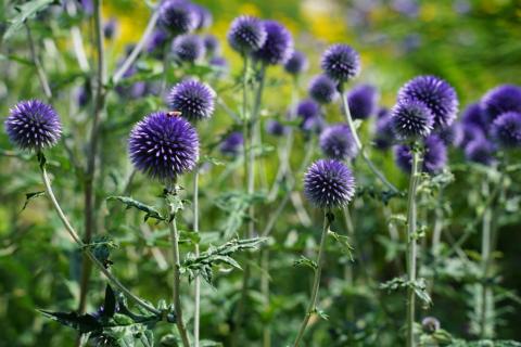 Kugeldistel Veitch