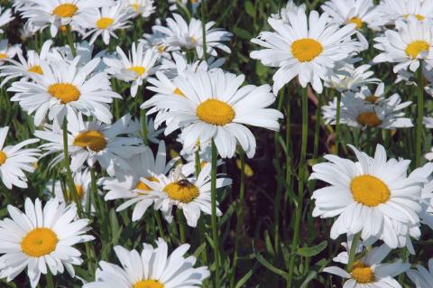 Sommer-Margerite Polaris