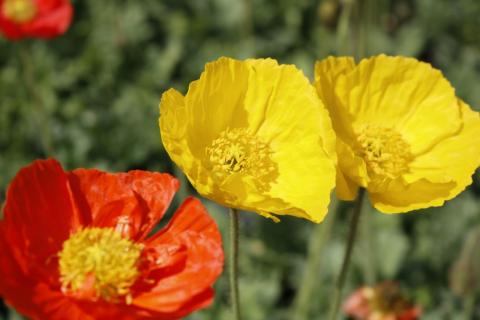 Island-Mohn Gartenzwerg