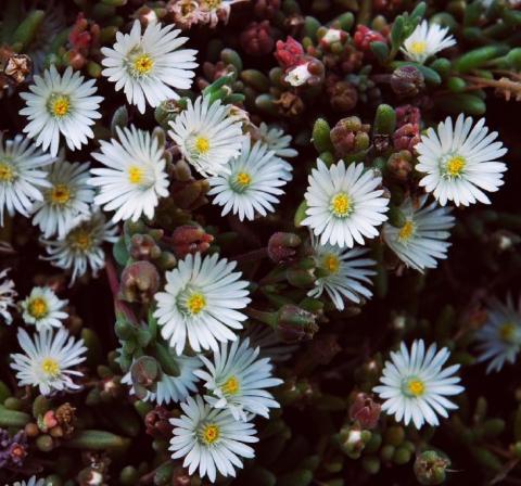 Mittagsblume Graaf Reinet