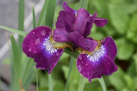 Sibirische Iris Berlin Purple Wine