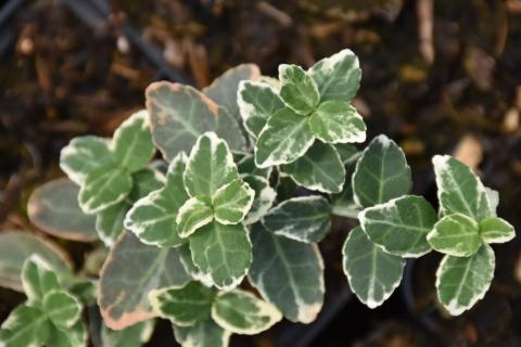 Kriechspindel Emerald Gaiety