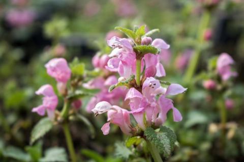 Taubnessel Pink Pewter