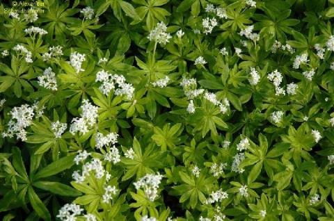 Waldmeister