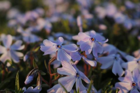 Teppich-Phlox Emerald Cushion Blue