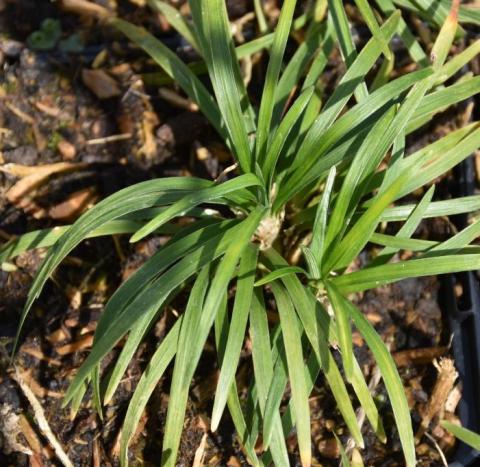 Schlangenbart Tiny Green
