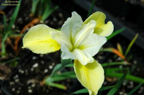 Sibirische Iris Butter and Sugar