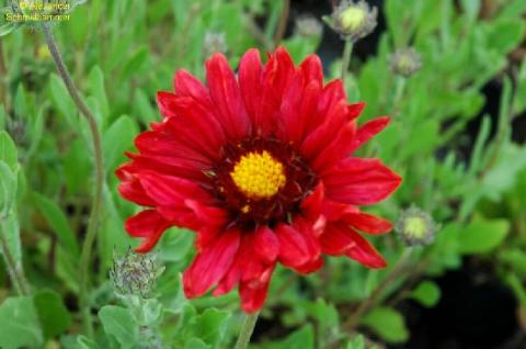 Kokardenblume Burgunder