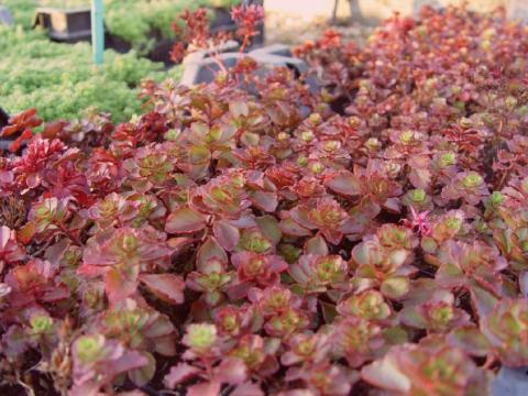 Teppich-Sedum Fuldaglut