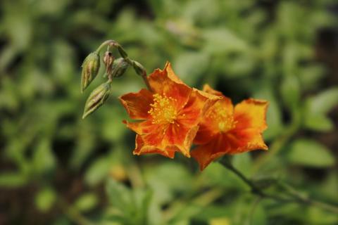 Sonnenröschen Bronzeteppich