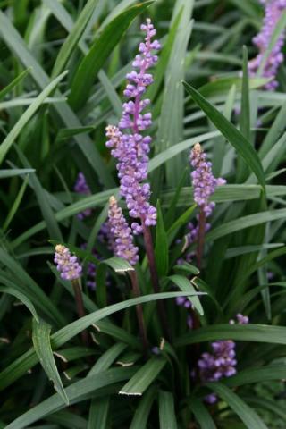 Lilientraube Ingwersen