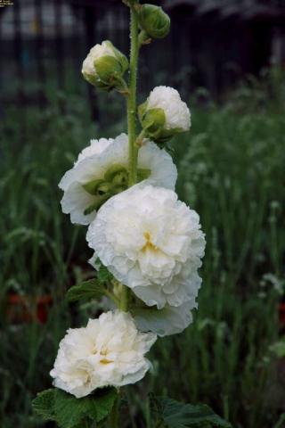 Stockrose Pleniflora weiss