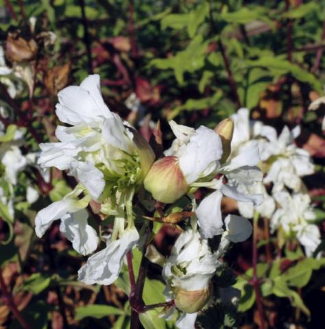Seifenkraut Alba Plena