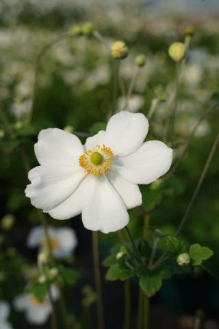 Herbst-Anemone Lady Maria