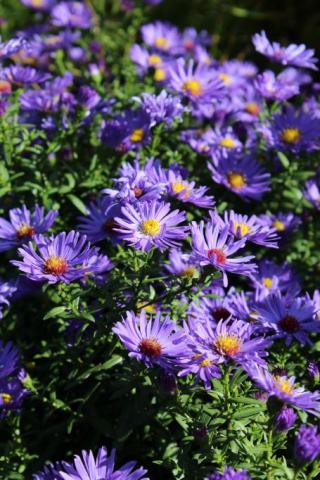 Kissen-Aster Blauer Gletscher