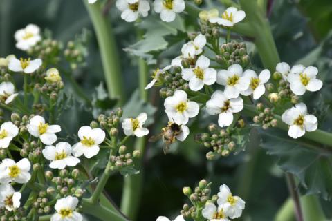Küsten-Meerkohl