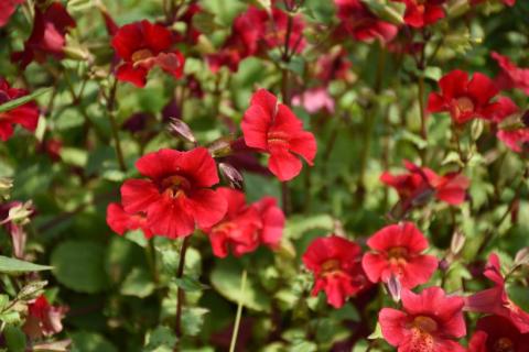 Gauklerblume Roter Kaiser