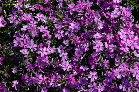Teppich-Phlox Purple Beauty