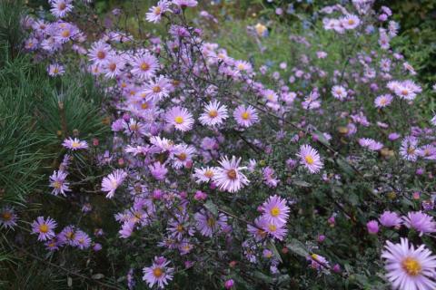 Aster Glow in the Dark