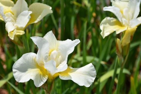 Sibirische Iris White Swirl