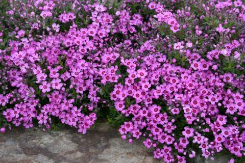 Teppich-Phlox Zwergenteppich
