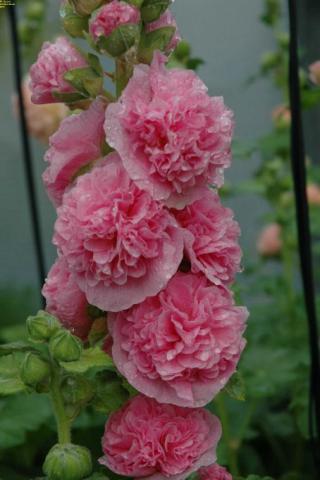 Stockrose Pleniflora rosa