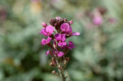 Schöterich Bowles Mauve