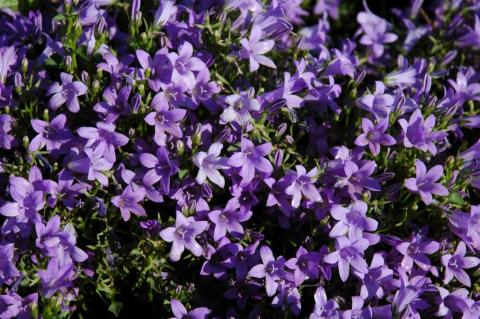 Glockenblume