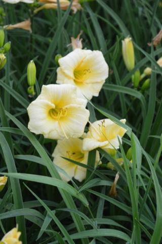 Taglilie Longfields Pearl