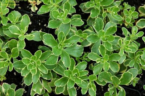 Buntlaubige Fetthenne Variegatum
