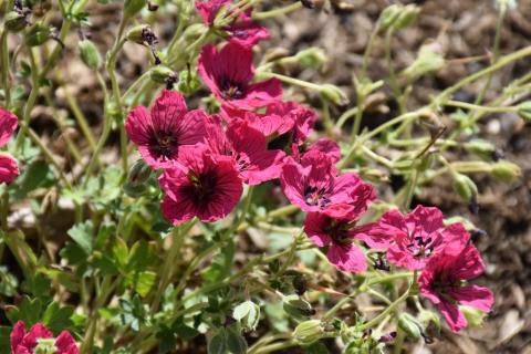 Storchschnabel Jolly Jewel Raspberry