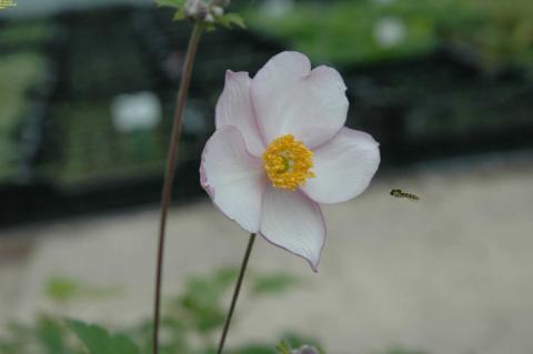 Herbst-Anemone Robustissima