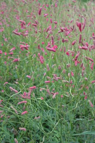 Hoher Wiesenknopf Pink Elephant
