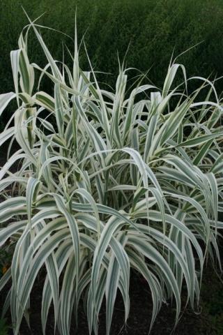 Buntblättriges Pfahlrohr Versicolor