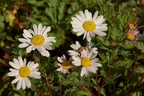 Grönlandmargerite Roseum