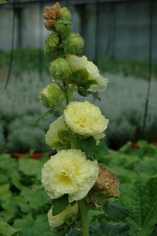 Stockrose Pleniflora gelb
