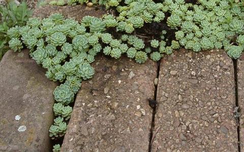 Teppich-Sedum
