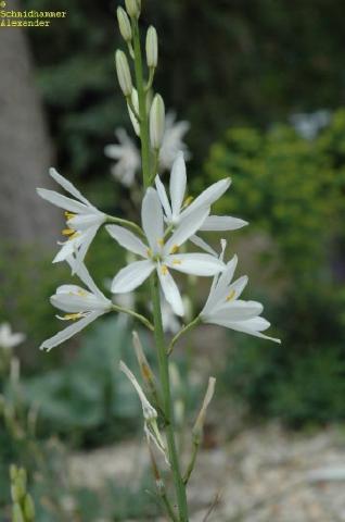 Traubige Graslilie