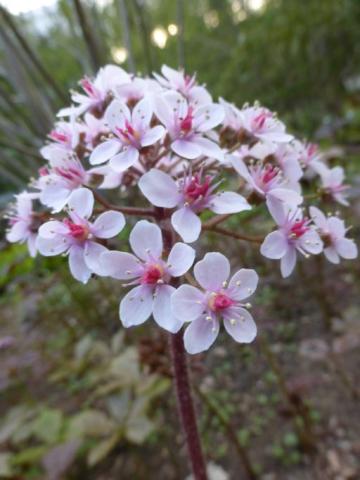 Schildblatt