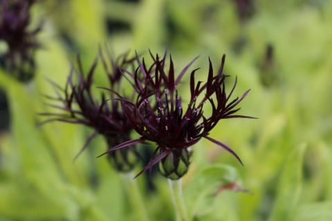 Berg-Flockenblume Black Sprite