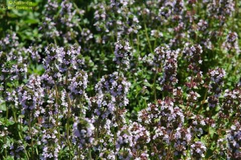 Sand-Thymian