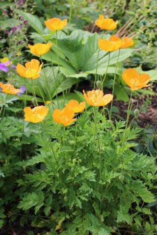 Scheinmohn