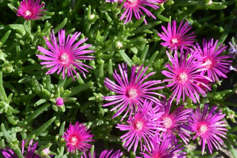 Mittagsblume