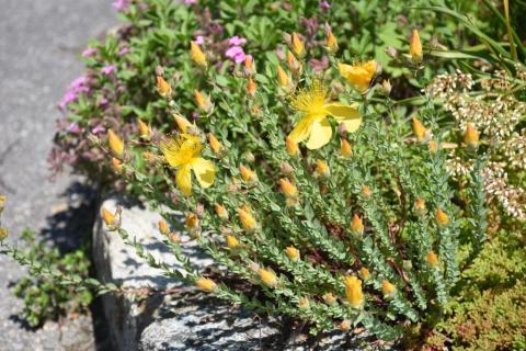 Johanniskraut Grandiflorum