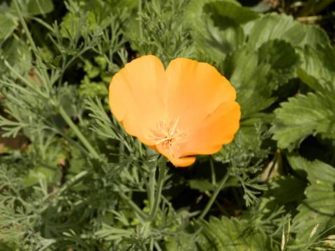 Goldmohn