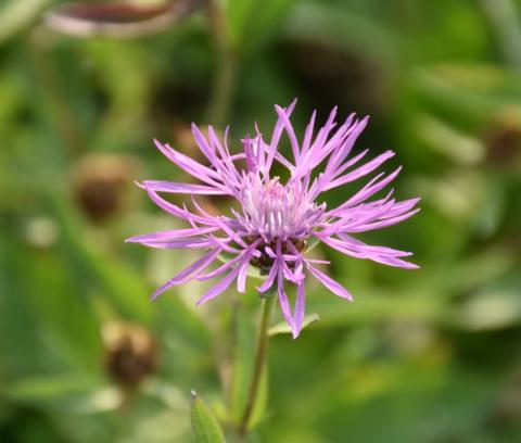 Wiesen-Flockenblume