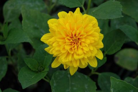Stauden-Sonnenblume Plenus