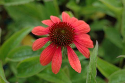 Sonnenhut Red Pearl
